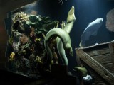 Shipwreck_tavern_angled_aquarium